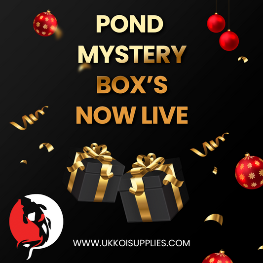 Pond Mystery Box! Koi-Mas Countdown Product